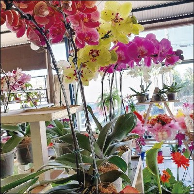 Orquídeas Várias Opções