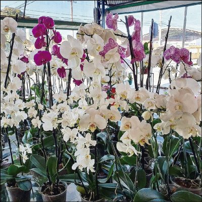 Orquídeas Várias Opções - imagem 2