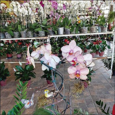 Orquídeas Várias Opções - imagem 1