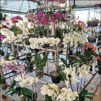 Orquídeas Várias Opções - imagem 3