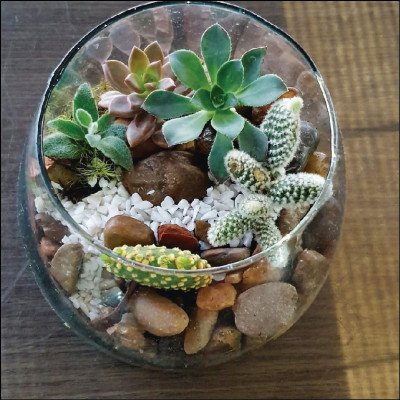 Terrário com Suculentas e Cactos