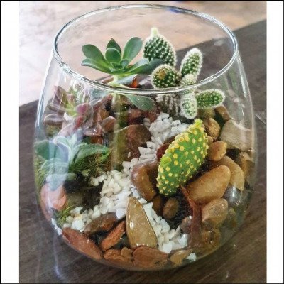 Terrário com Suculentas e Cactos - imagem 1