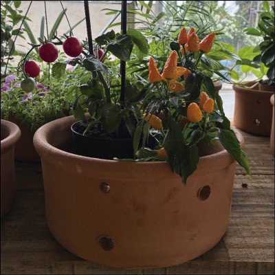 Pimenteira Ornamental