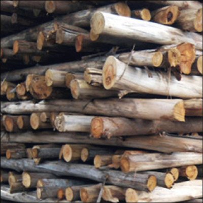 Eucalipto para Escoramento